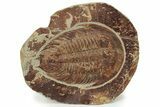 Ordovician Trilobite (Dikelokephalina) - Ouled Slimane, Morocco #233897-1